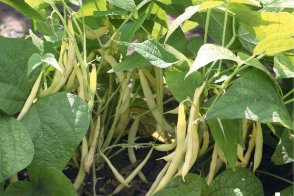 הסודות של שעועית שגדלה בגינה, שבה אתה יכול לקבל יבול טוב