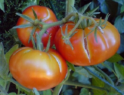 שגיאה 2 כאשר בגידול עגבניות, שבגללו פירות מתחילים לפצח