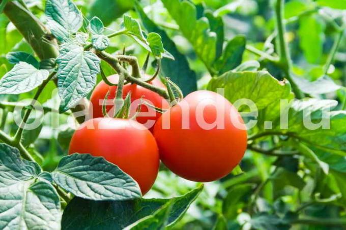 עגבניות לשימורים. איור עבור כתבה משמש רישיון סטנדרטי © ofazende.ru