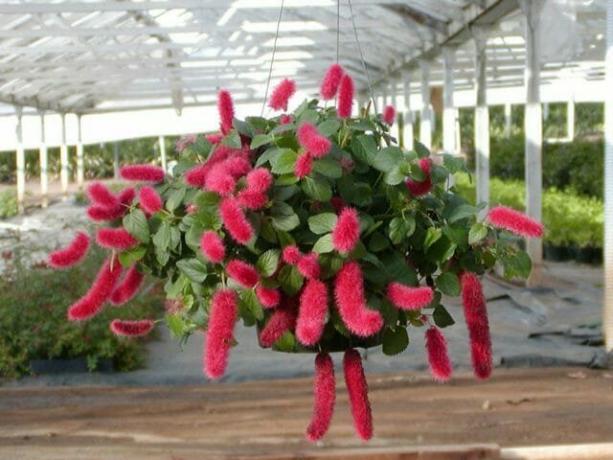 Acalypha ספרדית