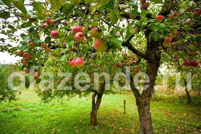 עץ תפוח. איור עבור כתבה משמש רישיון סטנדרטי © ofazende.ru