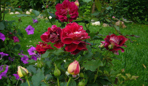 שכנים שימושיים עבור ורדים: עדיף צמחתי ליד פרחים