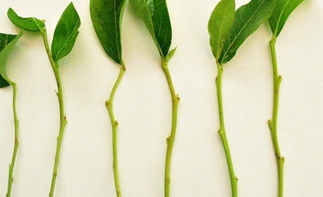 ניסיון אישי: איך להפיץ צמחים ייחורים ירוקים trudnoukorenyaemye