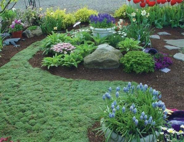 שטיח של צמחי groundcover: חלופת דשא פורחת - גנני טיפים