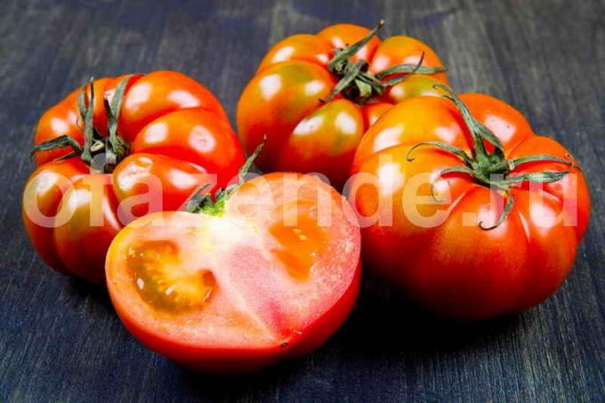 עגבניות. איור עבור כתבה משמש רישיון סטנדרטי © ofazende.ru