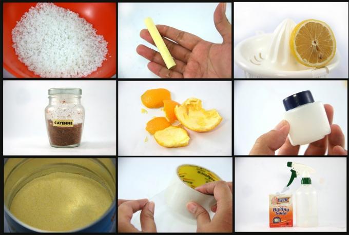 בתמונה: מלח, גיר, לימון, פלפל, קליפות תפוז, ג'לי נפט, מי חומץ, סקוטש, סודה - תרופות מאולתרות לנמלים.