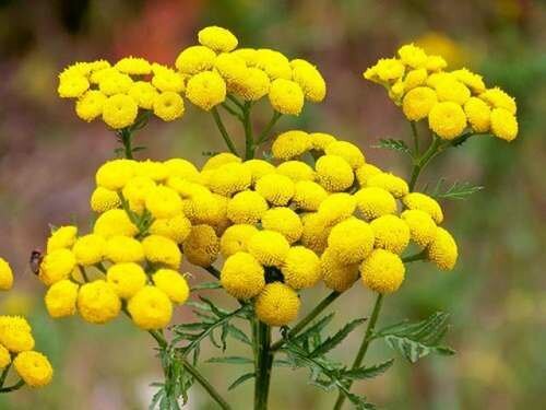 tansy קמפור