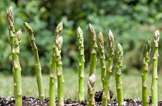 איך לגדל אספרגוס בארץ להגדיל את התפוקה שלו