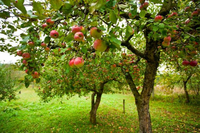 גננים רבים מתמודדים עם בעיה כזאת, כאשר התפוחים להירקב על תפוח. איור עבור כתבה משמש רישיון סטנדרטי © ofazende.ru