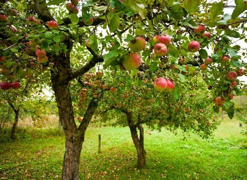 איך לגדל בגינה עץ תפוחים