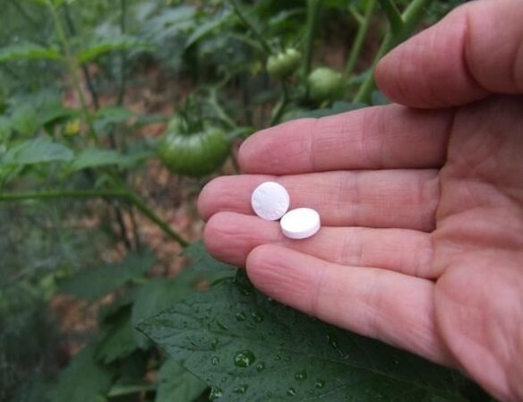 כיצד להגדיל צמחים הפרודוקטיביות פינוק נגד טחב אבקתי באמצעות אספירין