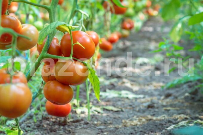 זנים שונים של עגבניות Pasynkovanie
