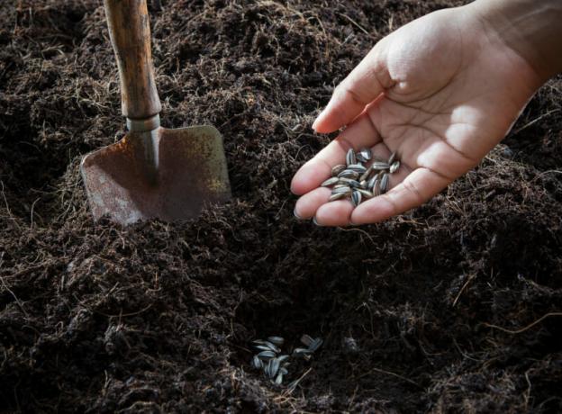 קרקע וזרעים מוכן לנטיעה. איור עבור כתבה משמש רישיון סטנדרטי © ofazende.ru