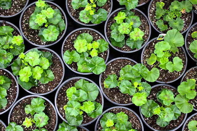 זרעים נובטים יכולים לשמש גם מן טבליות מצע המיובשות נדחסות היטב (צילום בשימוש תחת הרישיון הסטנדרטי © ofazende.ru)