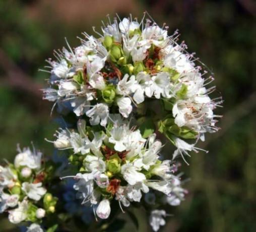 O. vulgaresubsp. אפרוחים