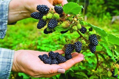 כיצד צמח ולטפל בגינה BlackBerry