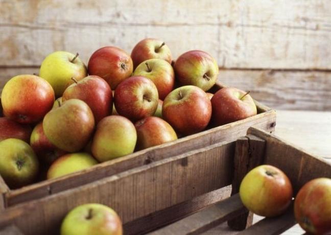 "הסודות" שלי של אחסון לטווח ארוך של תפוחים. 3 שיטה יעילה
