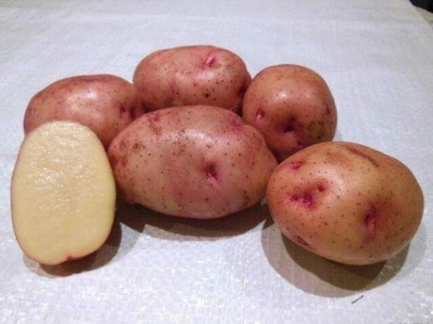 זני תפוחי אדמה, "ז