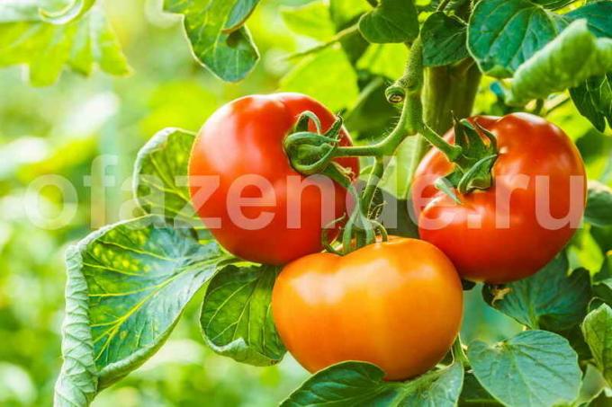 גידול עגבניות בחממה (צילום בשימוש תחת רישיון סטנדרטי © ofazende.ru)