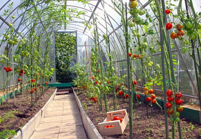 גידול עגבניות בחממה. איור עבור כתבה משמש רישיון סטנדרטי © ofazende.ru