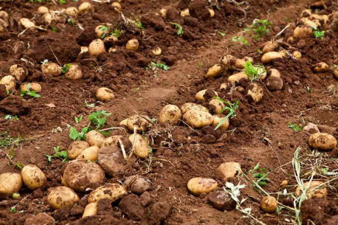 כיצד להגן על תפוחי אדמה מניוון