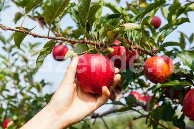 עצי תפוח בגן. איור עבור כתבה משמש רישיון סטנדרטי © ofazende.ru