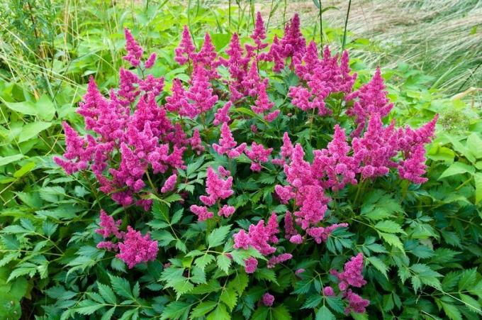 Astilbe. איור עבור כתבה משמש רישיון סטנדרטי © ofazende.ru