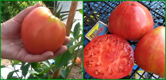 5 Best-מניב וזנים פרודוקטיבי של עגבניות לגדול בחממה ובשדה פתוח עבור 2020