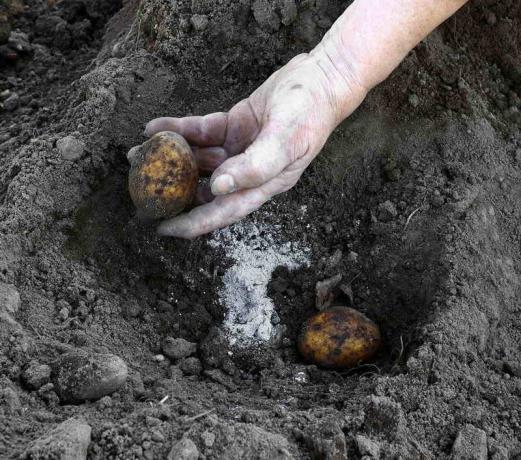 תוספת של אפר כאשר שותלים תפוחי אדמה. איור עבור כתבה משמש רישיון סטנדרטי © ofazende.ru