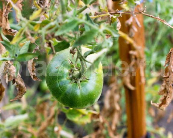 גידול עגבניות. איור עבור כתבה משמש רישיון סטנדרטי © ofazende.r