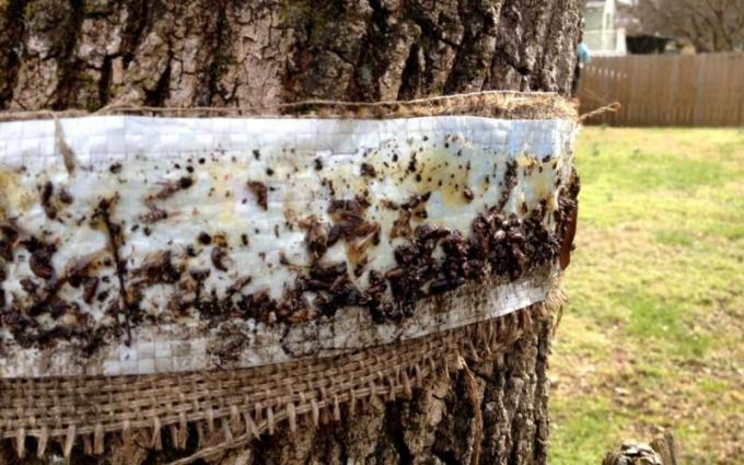 חגורת סטוקר להגן על עצים: כאשר להטיל ו remove