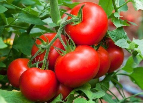 דרכים יעילות לעזור לגדל עגבניות מתוקות