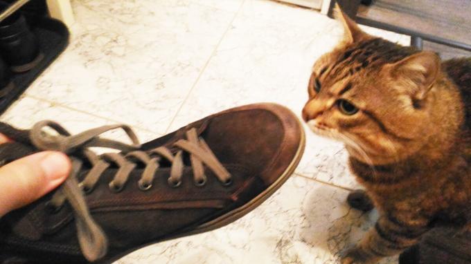 קבלת נעלי החתול שלי.