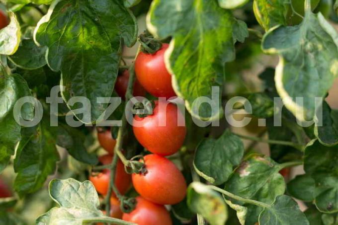 טיפול עגבניות בחממות