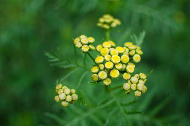 Tansy. איור עבור כתבה משמש רישיון סטנדרטי © ofazende.ru