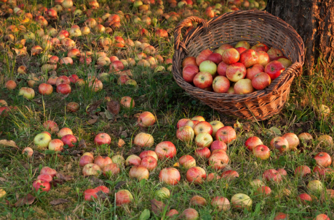 כיצד להשתמש windfalls של תפוחים עם השימוש (או) כיצד להפוך פסולת לתוך רווח