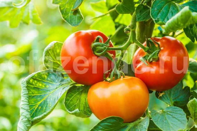 גידול עגבניות. איור עבור כתבה משמש רישיון סטנדרטי © ofazende.ru