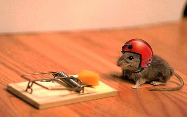 כיצד להיפטר של העכברים בארץ: דרך זולה אך יעילה