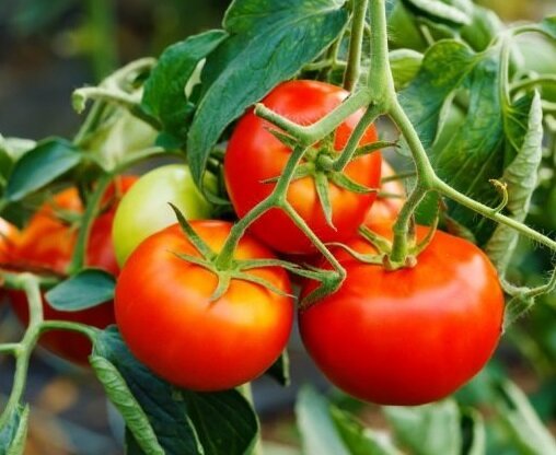 כיצד להאריך את הפרי של עגבניות באוגוסט