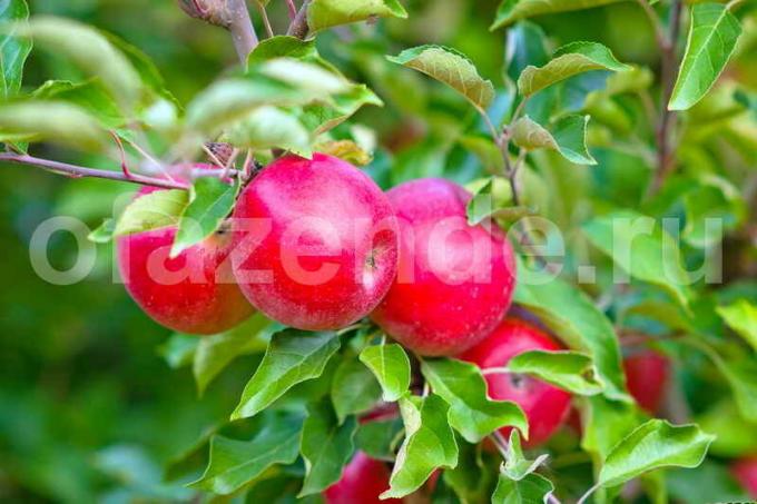 תפוחים. איור עבור כתבה משמש רישיון סטנדרטי © ofazende.ru