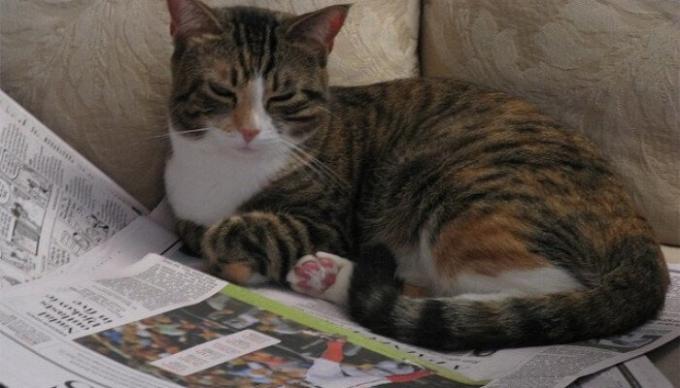 ידידותית לסביבה, למחזור פעם בשבוע במשך המלטת מחמד. / צילום: tuxedo-cat.co.uk