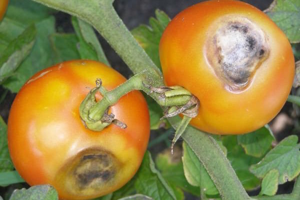 כתמים חומים-חומים על העלים של העגבניות: מה זה ואיך להלחם