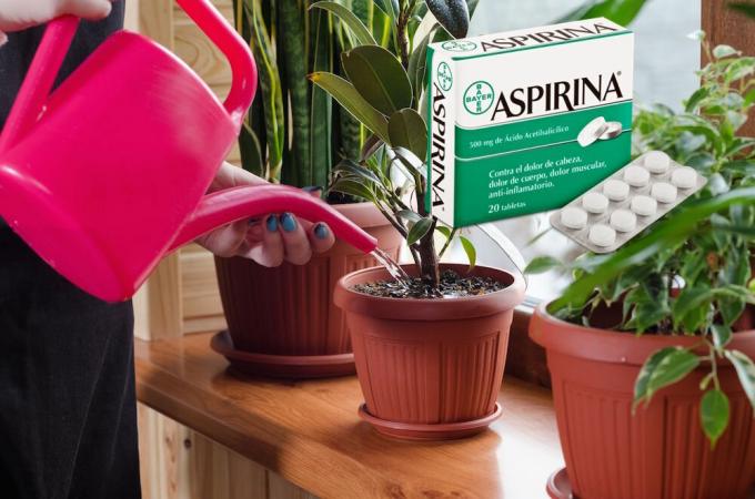 אספירין - מציאה של ממש עבור פרחים בחורף. מה זה ואיך ליישם