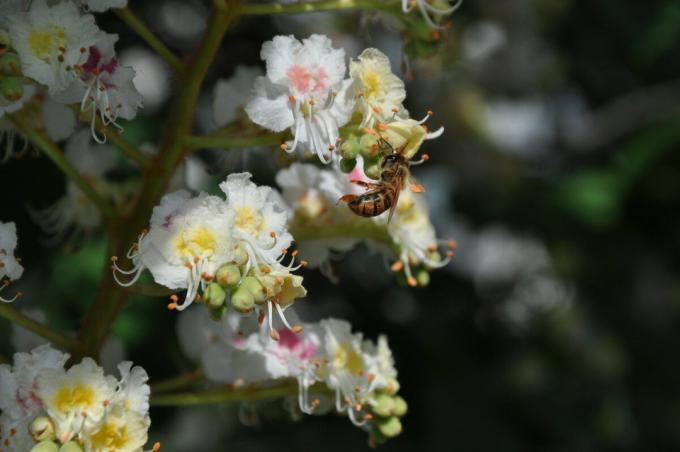 כמו דבש ערמונים עוזר לרפא מחלות רבות, ומדוע הוא נחשב מעיין של בריאותך ועל אריכות ימים