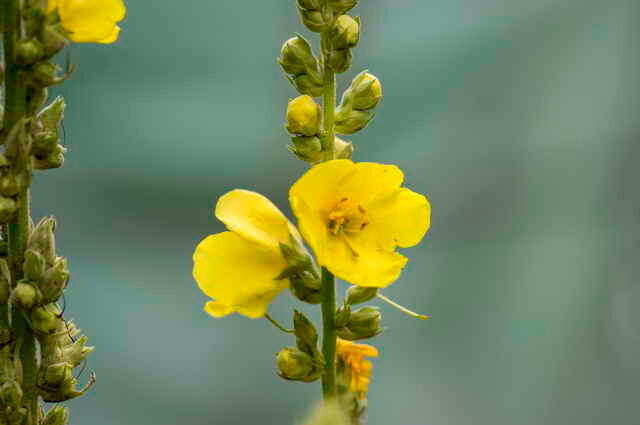 חיוור פרחים צהובים. איור עבור כתבה משמש רישיון סטנדרטי © ofazende.ru