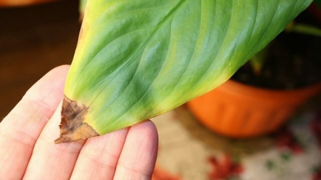 Spathiphyllum הנאה הטרופי מגיב היובש והחום של אחד הראשונים