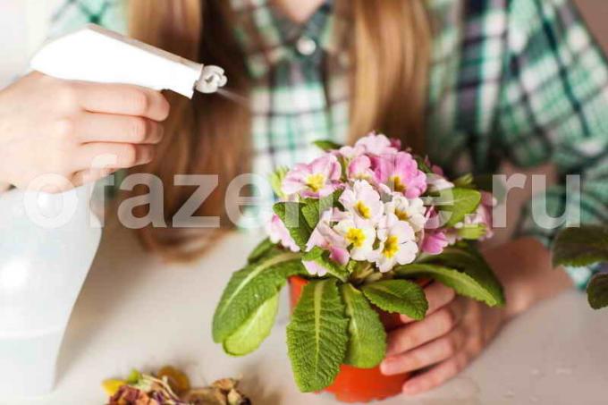 הטיפים של הסבתא לצמחים מקורים