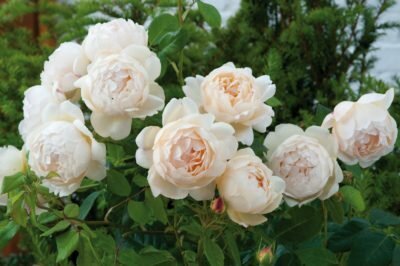 Roses אנגלית דוד אוסטין - הילדים של המלכה
