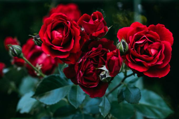 איך להציל את צמחי ורדים עד האביב - מועד ההנפקה. איור עבור כתבה משמש רישיון סטנדרטי © ofazende.ru