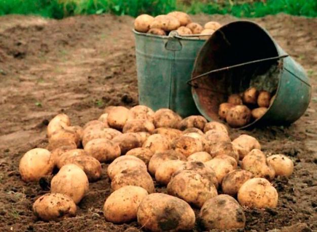 כיצד להגדיל את התשואה של תפוחי אדמה